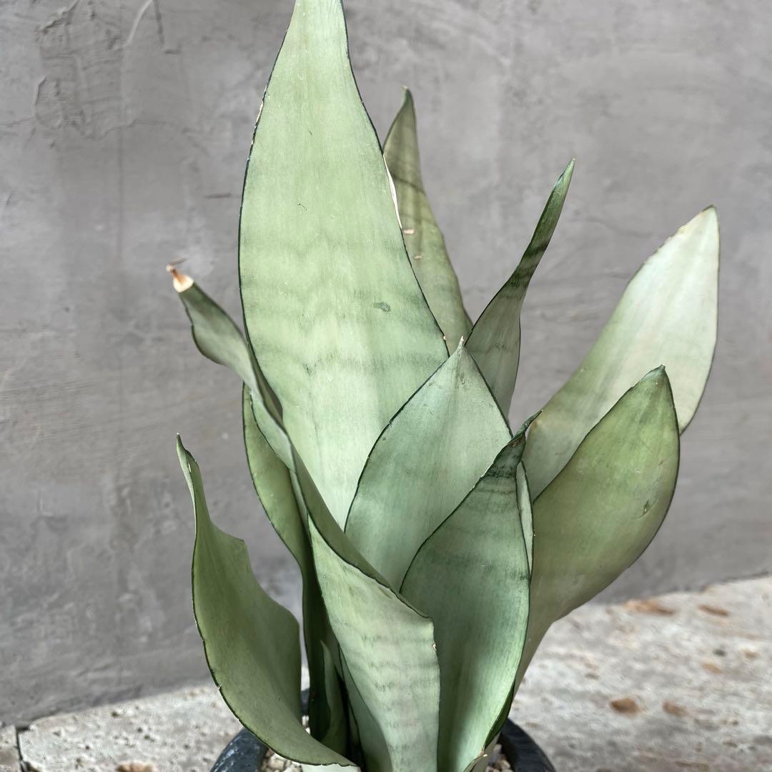 サンスベリア　ムーンシャイン　陶器鉢　植え込み発送
