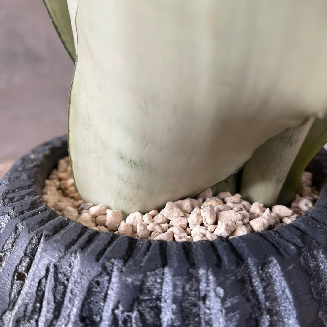 サンスベリア　ムーンシャイン　陶器鉢　植え込み発送