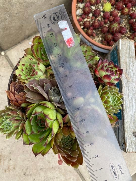 専用ページ　多肉植物　ミックスセンペルビウム　中サイズ　大株プラス