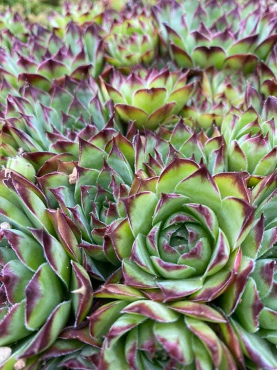 専用ページ　多肉植物　ミックスセンペルビウム　中サイズ　大株プラス