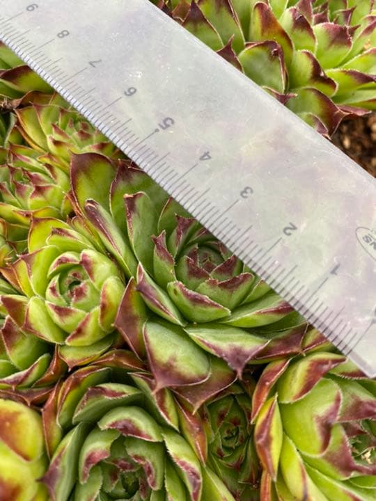 専用ページ　多肉植物　ミックスセンペルビウム　中サイズ　大株プラス