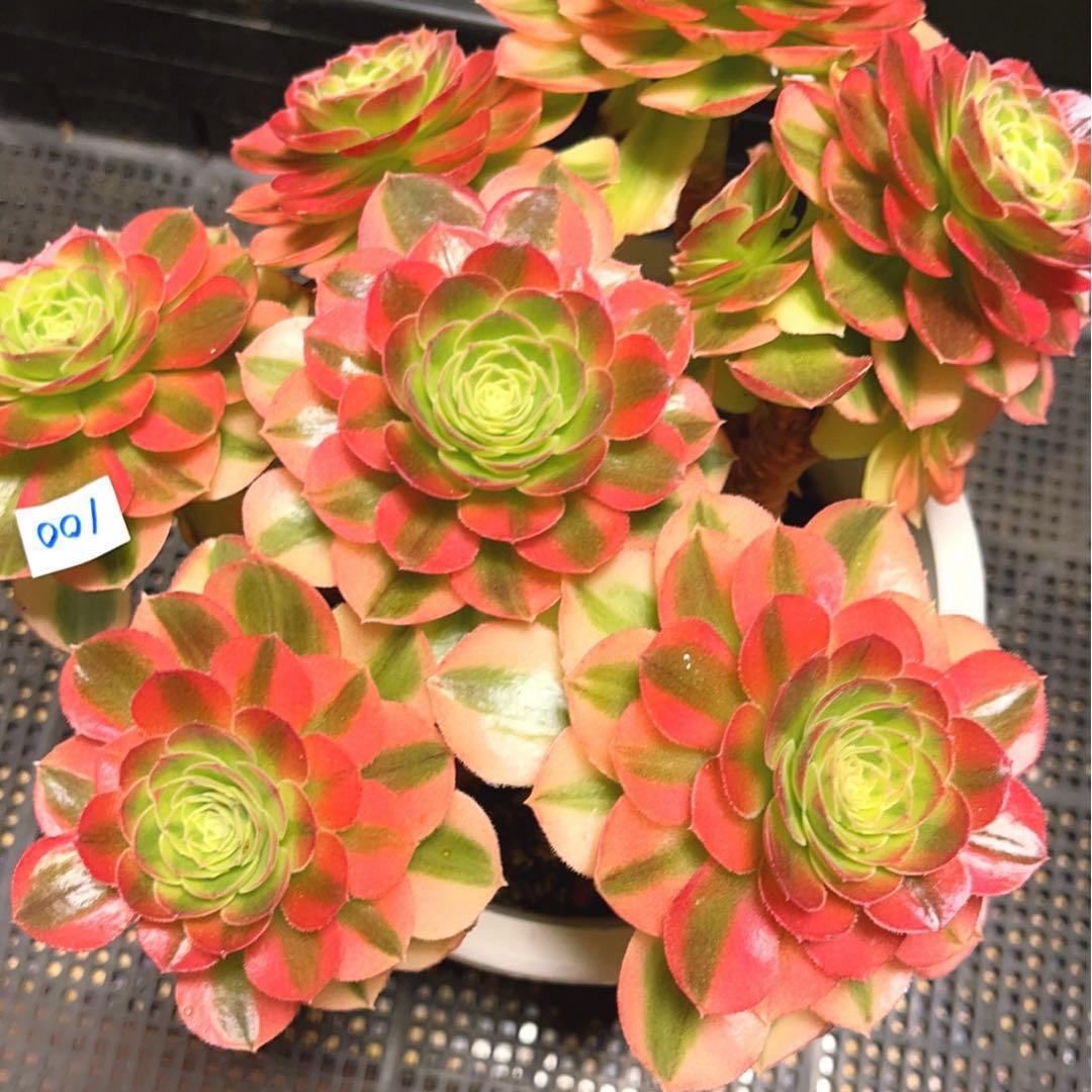 100#多肉植物アエオニウム錦❤️青マンゴー❤️ミルクホワイト錦❤️7頭24cm拔キ苗