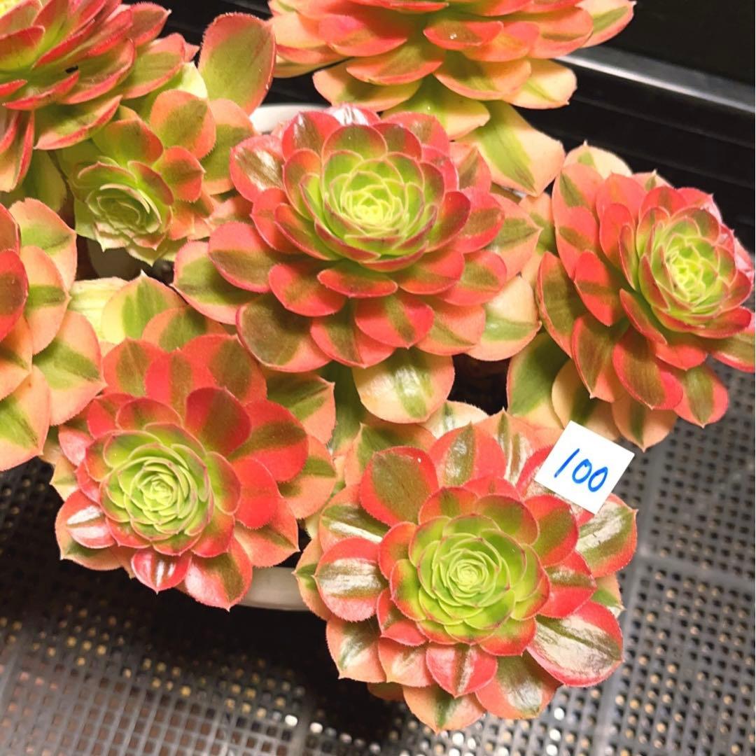 100#多肉植物アエオニウム錦❤️青マンゴー❤️ミルクホワイト錦❤️7頭24cm拔キ苗