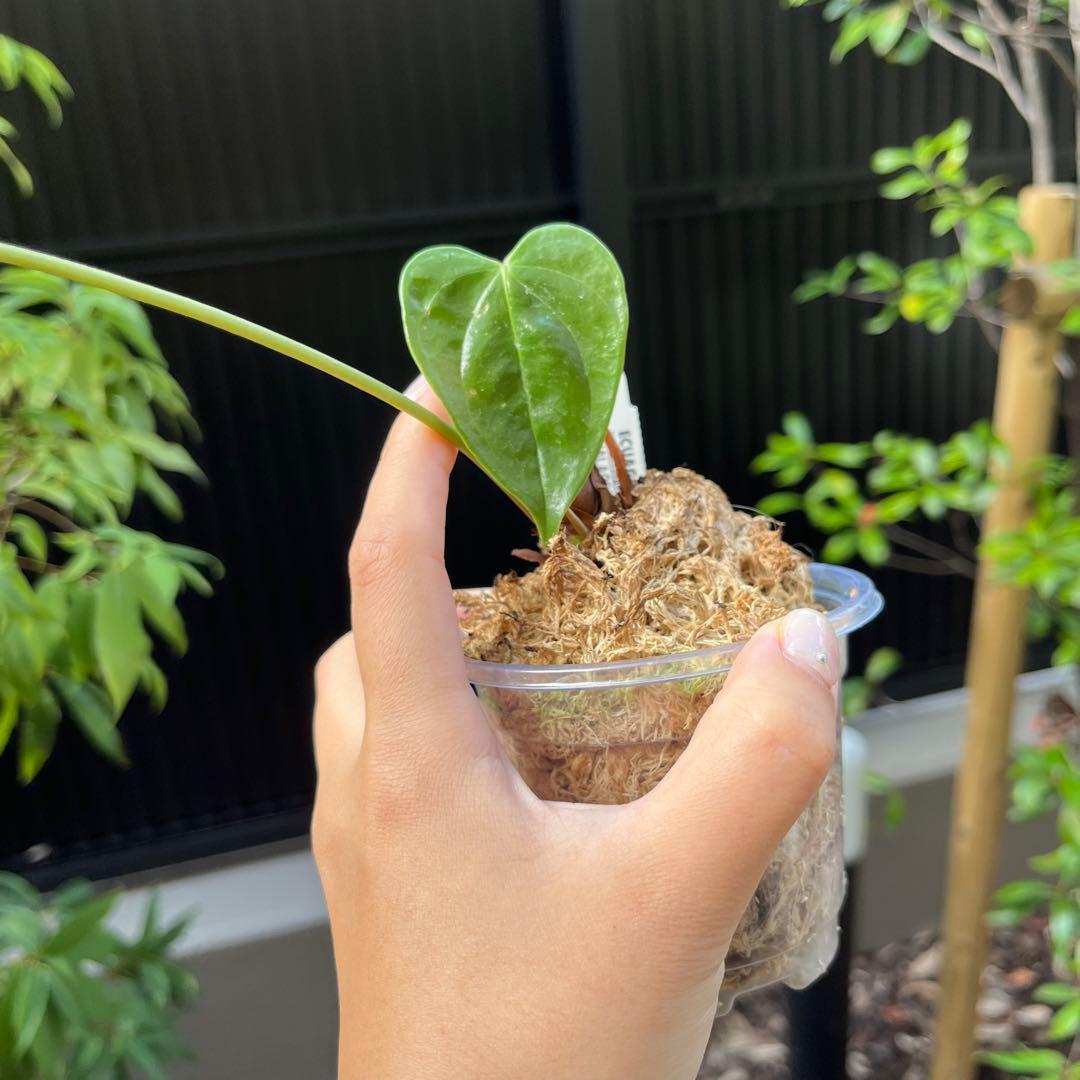 192 recavum レカバム　アンスリウム　Anthurium