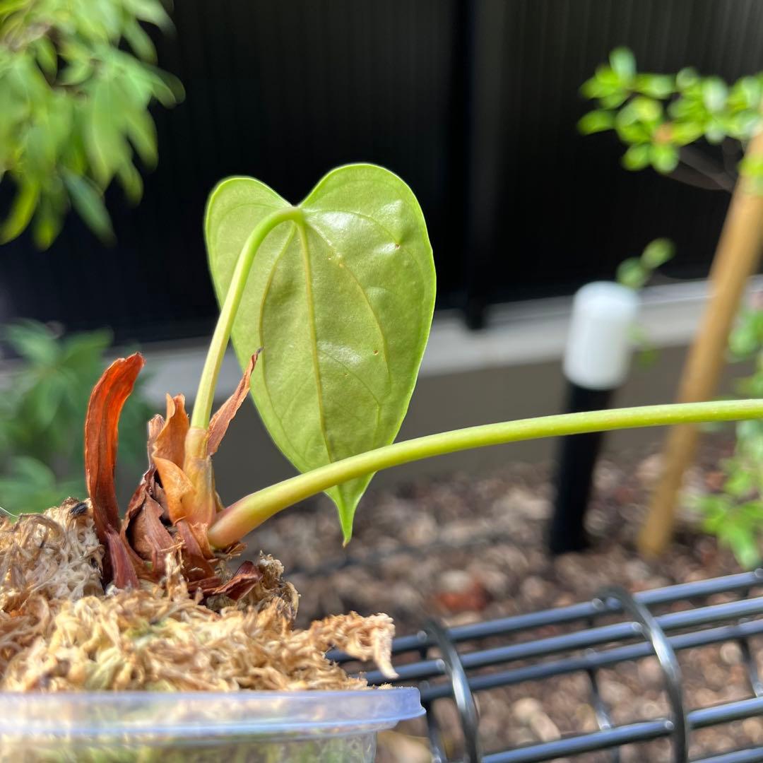 192 recavum レカバム　アンスリウム　Anthurium