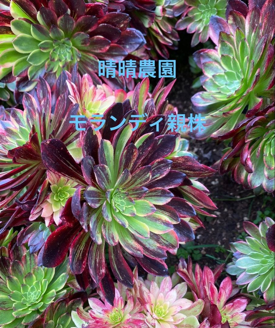 アエオニウム モランディ親株