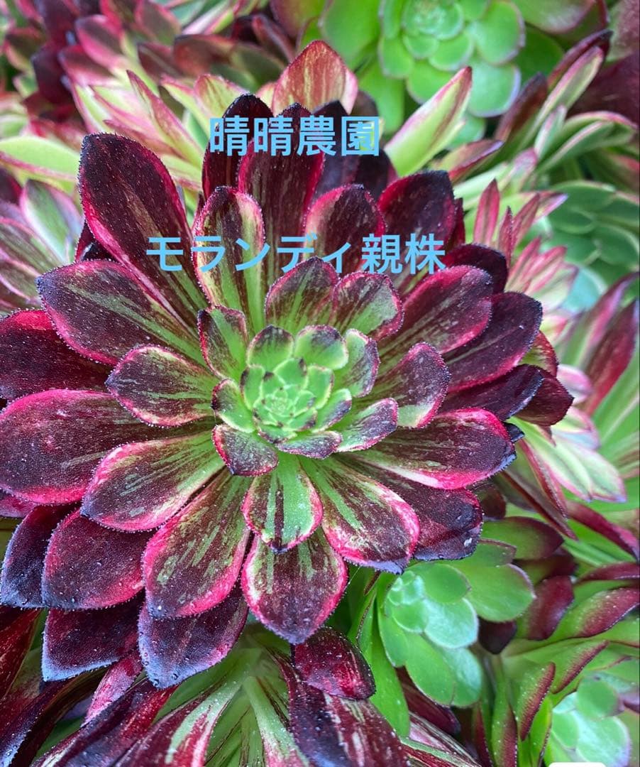 アエオニウム モランディ親株