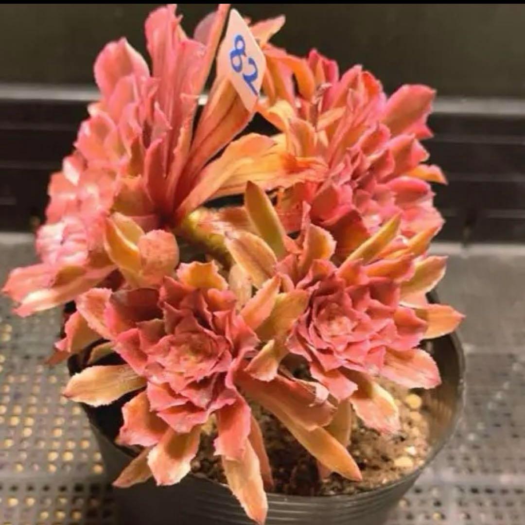 82#多肉植物アエオニウム錦❤️ 皺葉仙墨 ❤️1大頭5小頭14cm 鉢土付き出荷