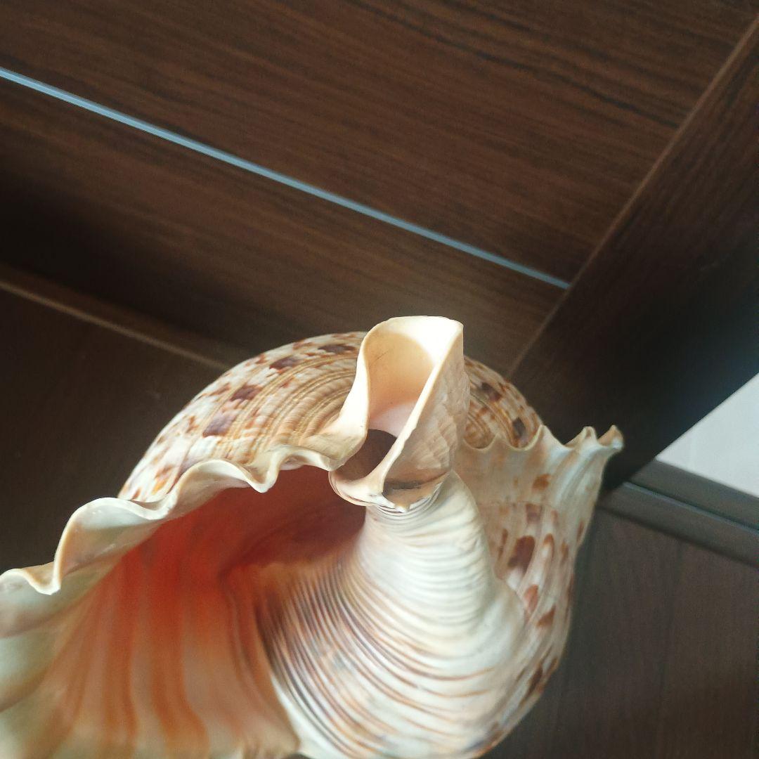 開*龍様 法螺貝 特大 42cm 1871.3Kg 超希少価値✨