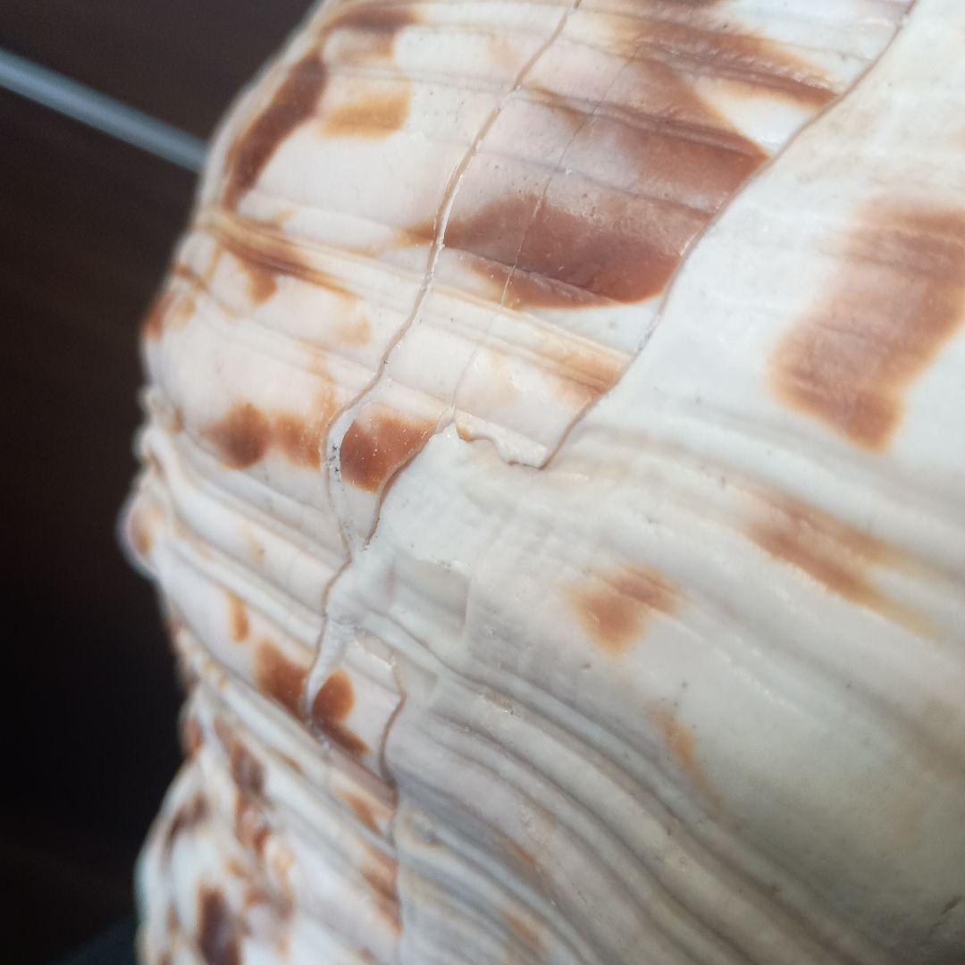開*龍様 法螺貝 特大 42cm 1871.3Kg 超希少価値✨