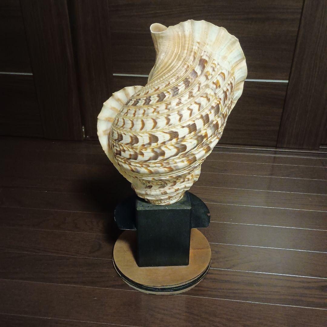 開*龍様 法螺貝 特大 42cm 1871.3Kg 超希少価値✨