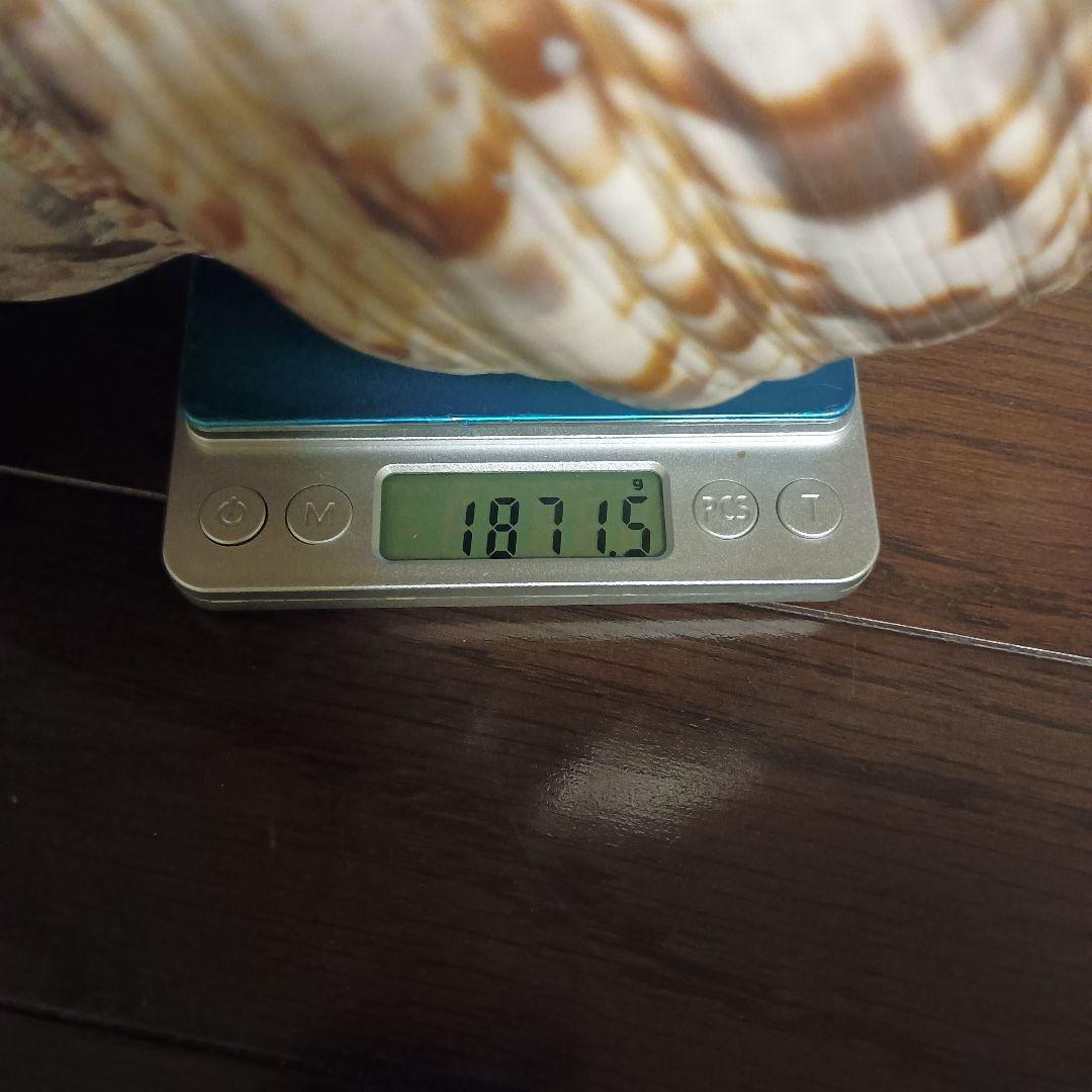 開*龍様 法螺貝 特大 42cm 1871.3Kg 超希少価値✨