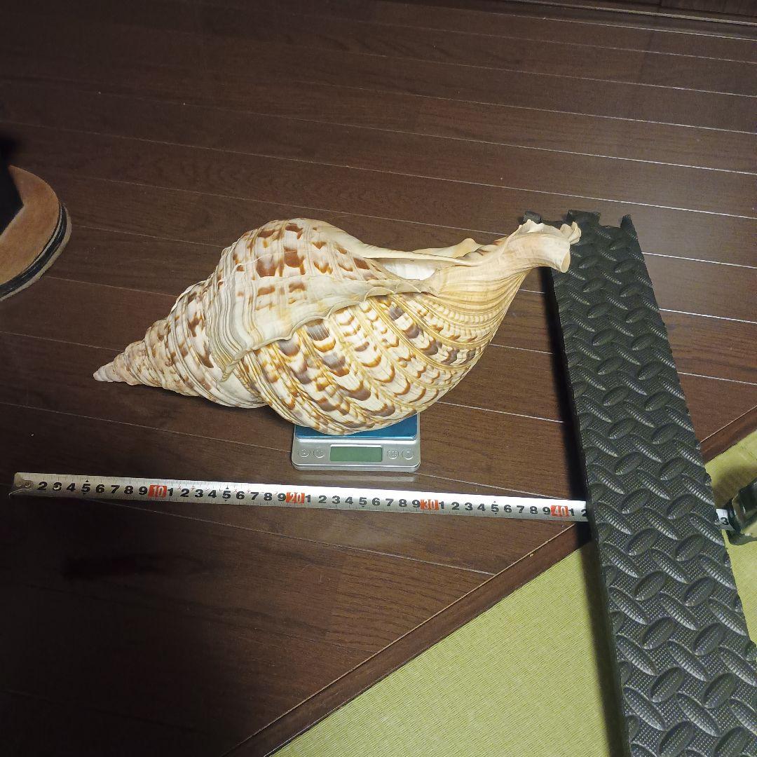 開*龍様 法螺貝 特大 42cm 1871.3Kg 超希少価値✨