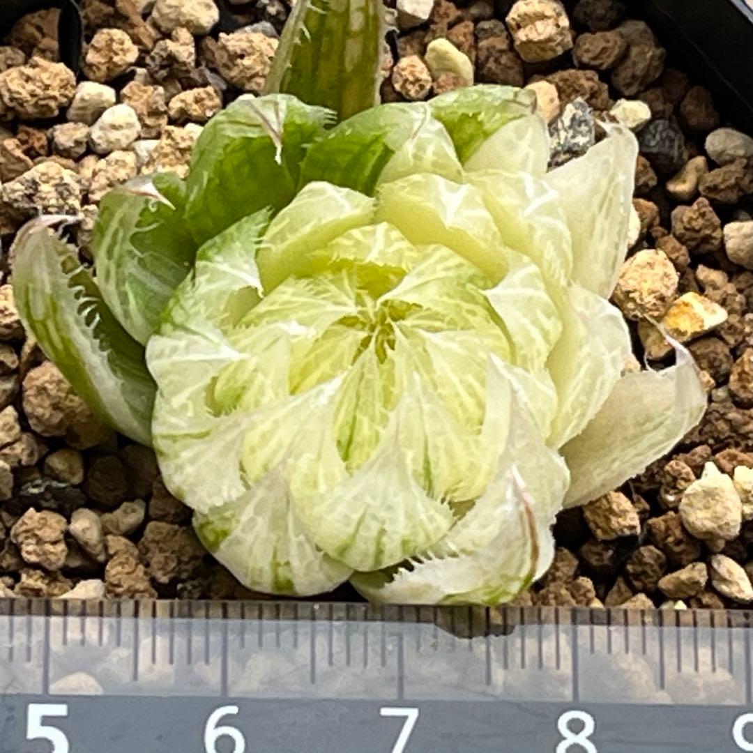 ハオルチア エメラルドLED錦　糊斑