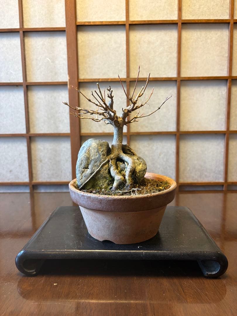 楓盆栽❗️石付き盆栽❗️早い者勝ち❗️特❗️特価❗️ラッキー❗️小品盆栽❗️紅葉盆栽❗️雑木盆栽