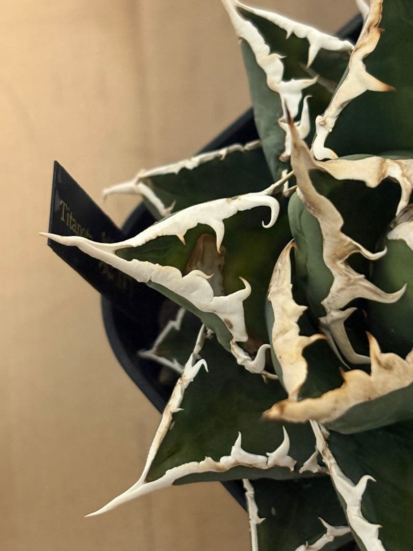 【アガベ】海王　希少な短葉強棘