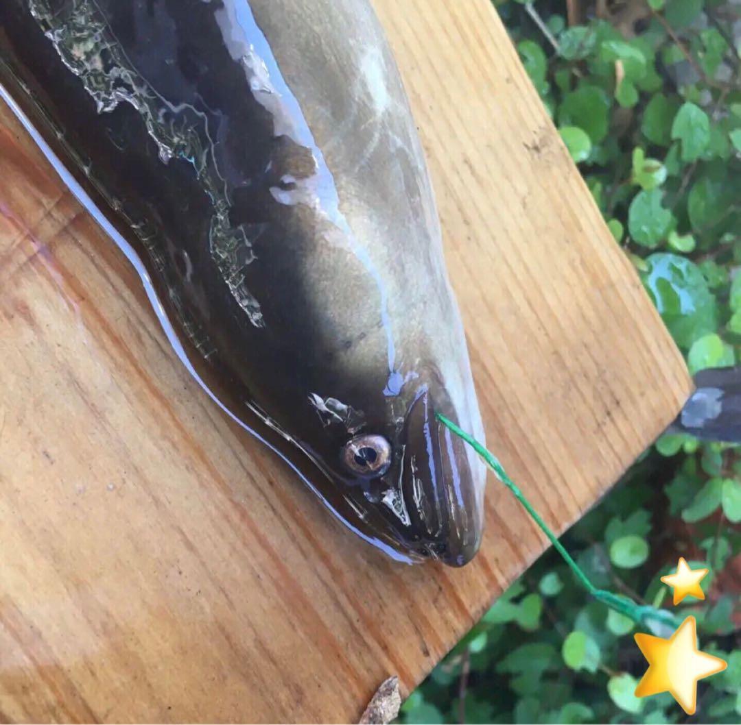 鰻釣り　うなぎ釣り　ウナギ釣り　釣竿　フィッシング ロッド　ロッド　リール竿