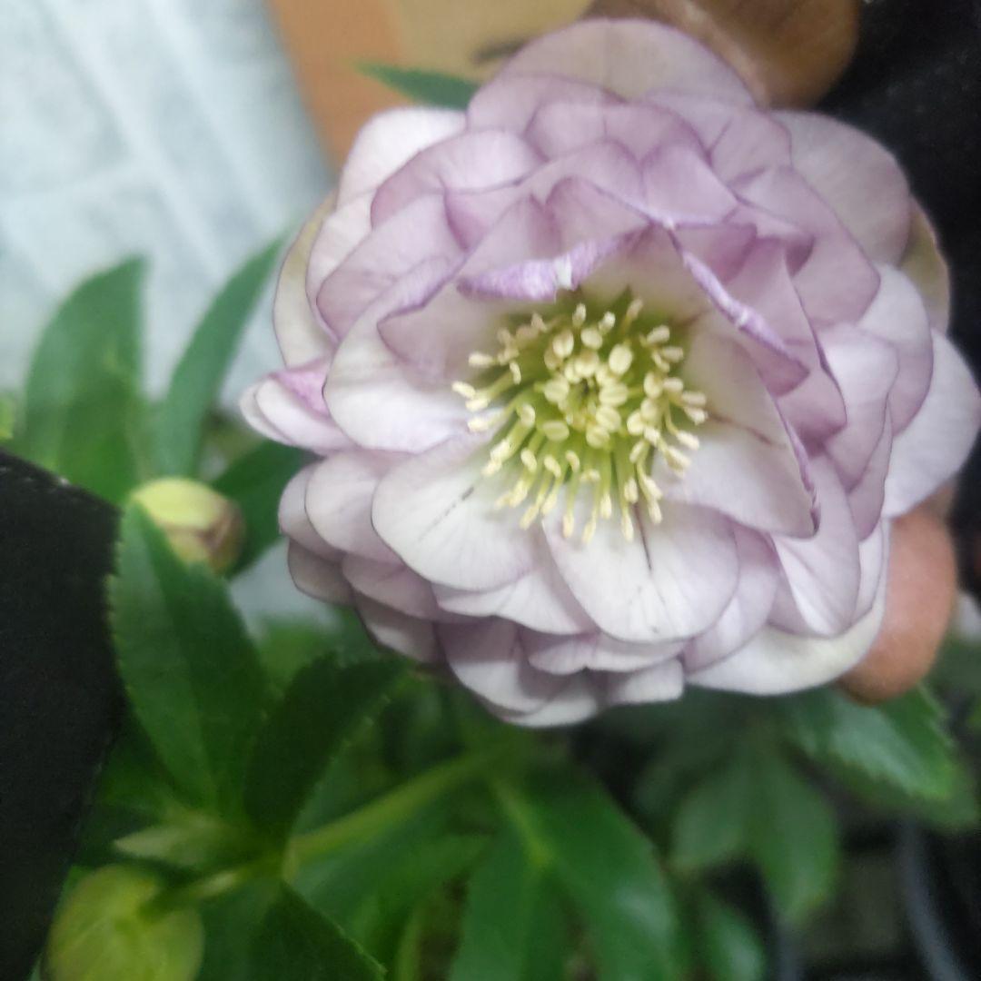 ⭐️クリスマスローズ⭐️ダブル咲き黒鉢⭐️６品種セット
