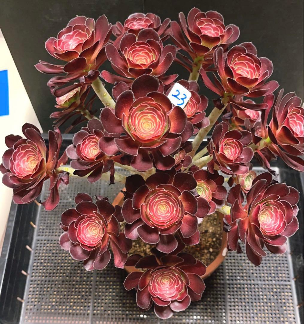 23#多肉植物アエオニウム❤️ 小さな黒豆 ❤️22頭34cm高36cm拨き苗