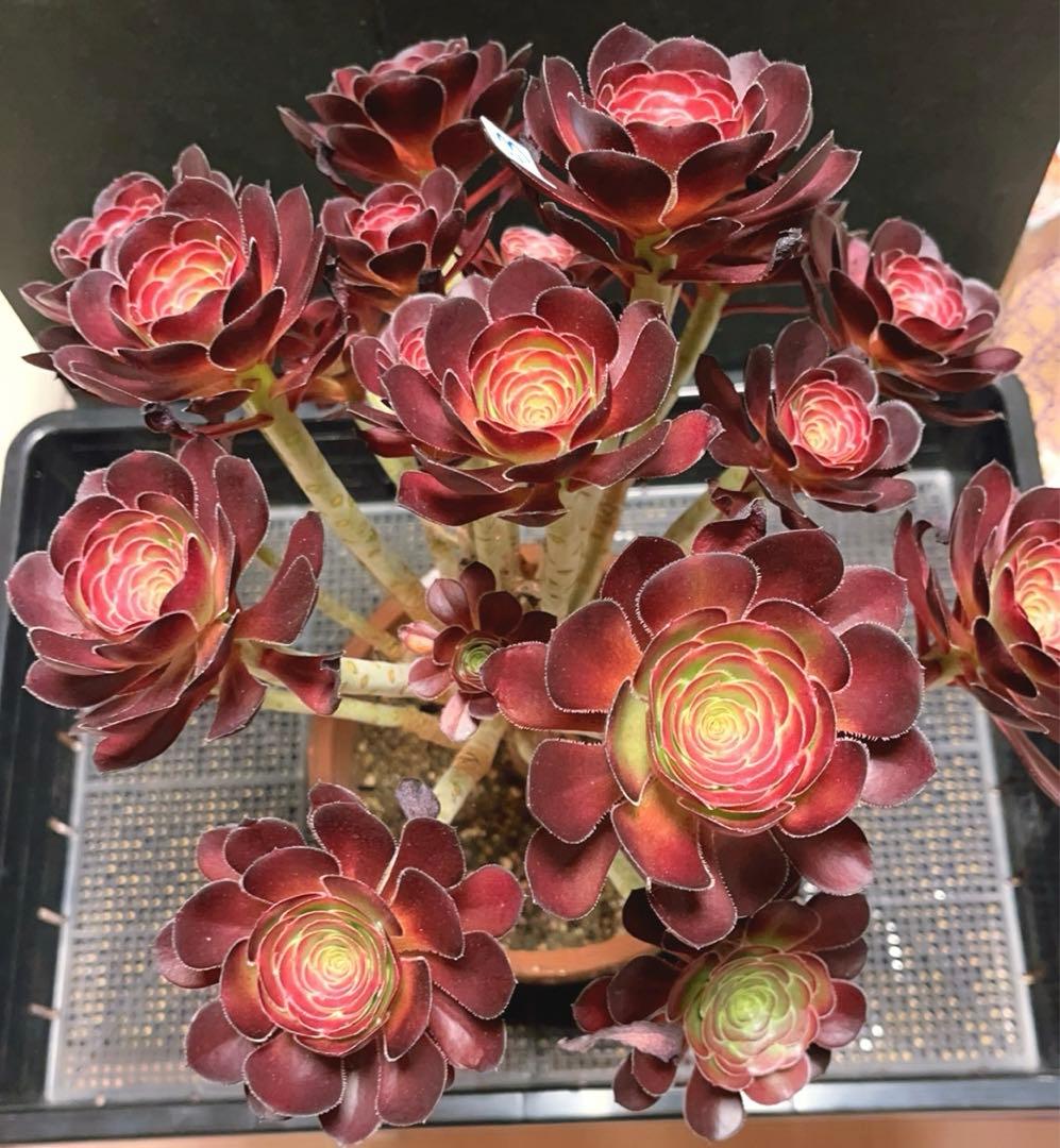 23#多肉植物アエオニウム❤️ 小さな黒豆 ❤️22頭34cm高36cm拨き苗