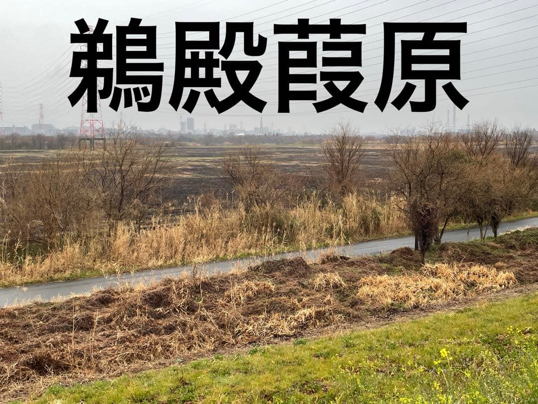 篳篥リード《極み》 ※即戦力・やや細め