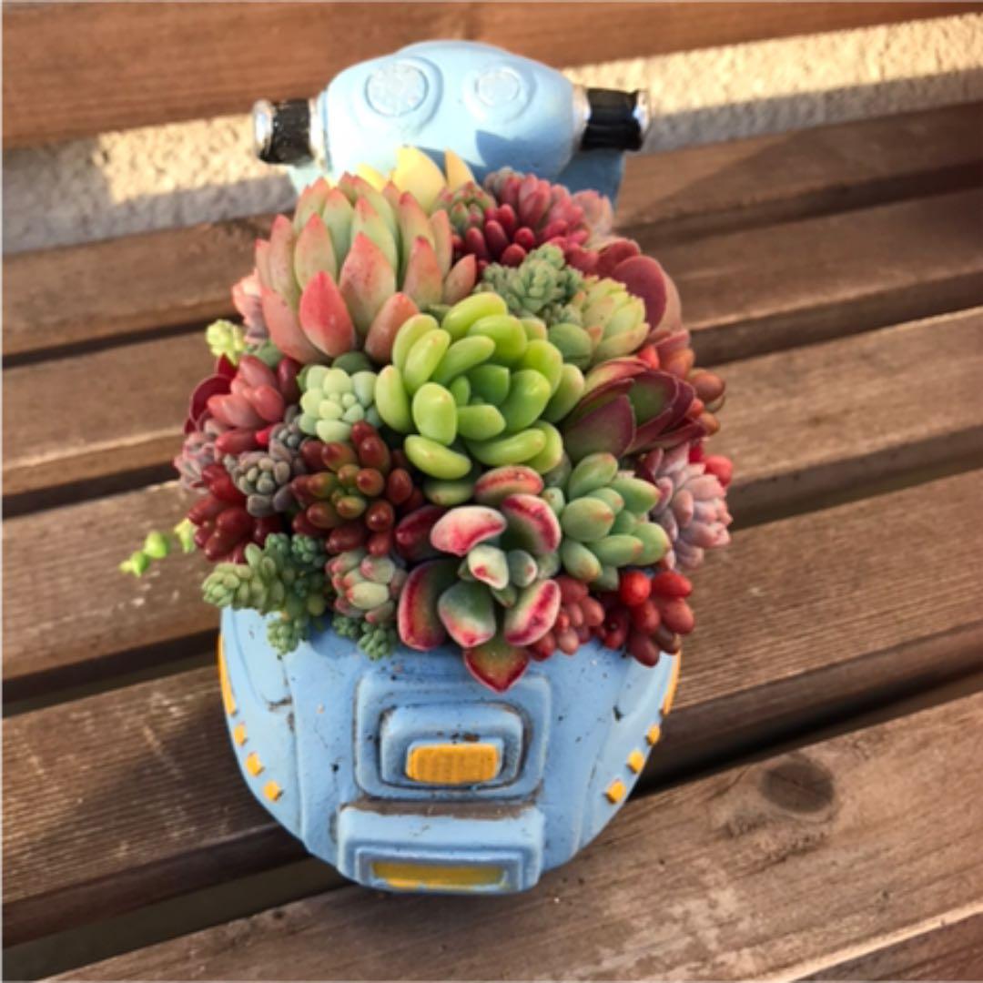 ★多肉 寄せ植え flower 29bike★