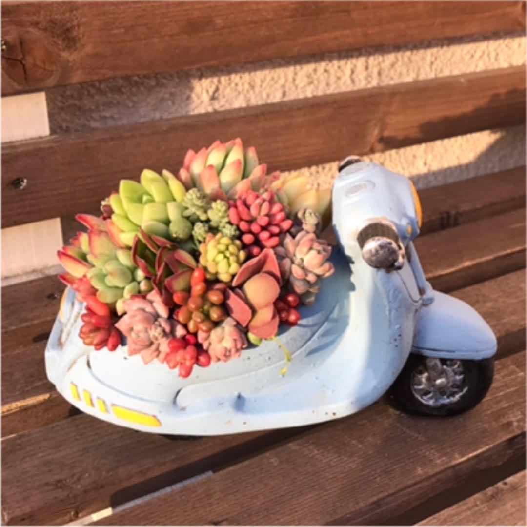 ★多肉 寄せ植え flower 29bike★
