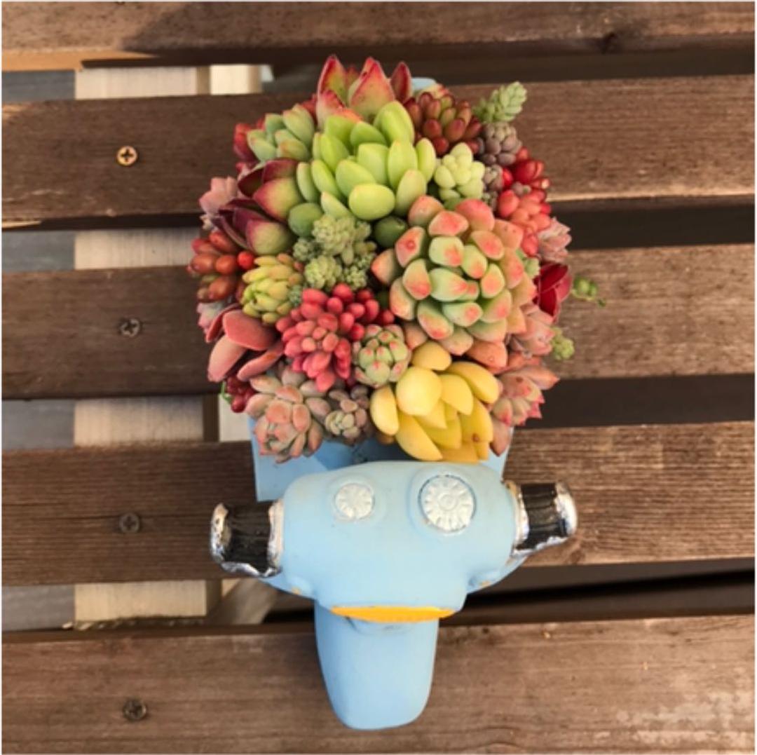 ★多肉 寄せ植え flower 29bike★