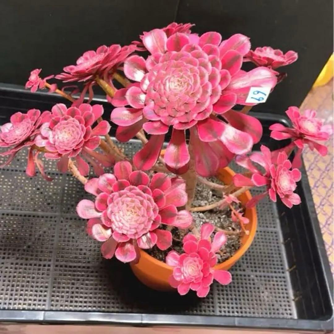 69#多肉植物アエオニウム錦❤️ガーネット白斑錦❤️1大頭12小頭32cm 鉢土付き