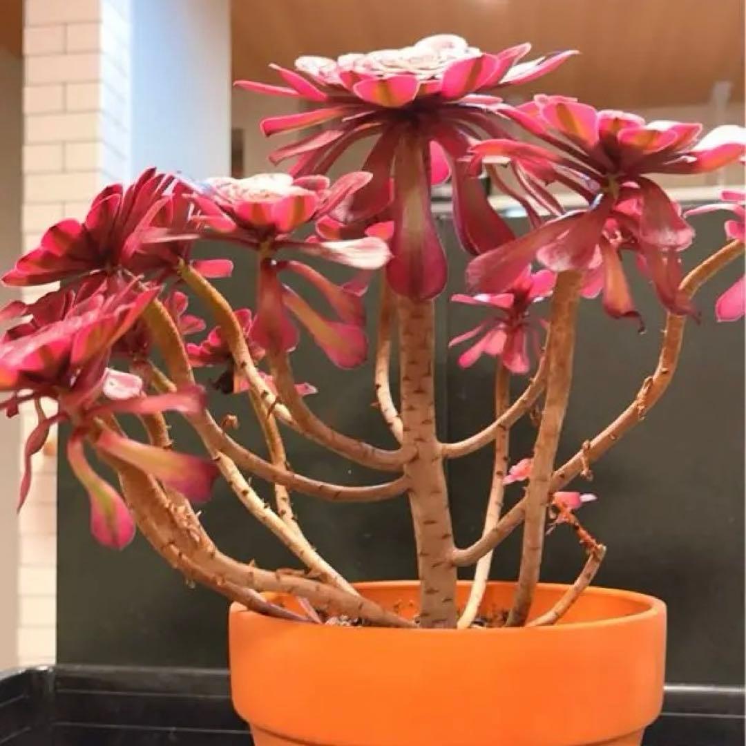 69#多肉植物アエオニウム錦❤️ガーネット白斑錦❤️1大頭12小頭32cm 鉢土付き