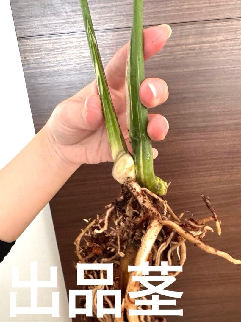 ひ*か様 【超希少】モンステラ デリシオーサ レガシー　極上茎2芽付き　しっかり