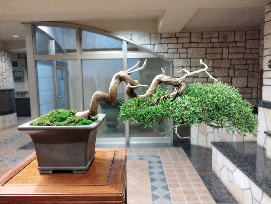素晴らしい糸魚川真柏盆栽2個セット