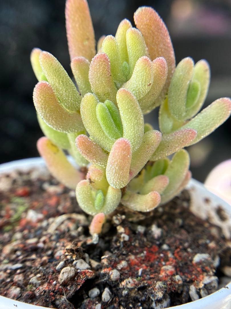 新入荷　超レア　多肉植物　ドロサンテマ 超キラキラ ダイヤモンド黄錦　抜き苗１株