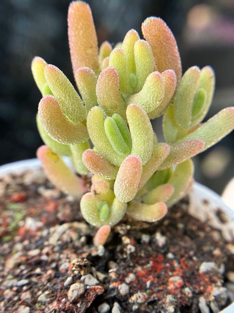 新入荷　超レア　多肉植物　ドロサンテマ 超キラキラ ダイヤモンド黄錦　抜き苗１株