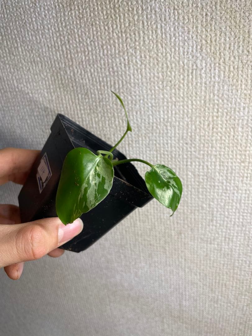 m*o様 モンステラ　デリシオーサ　バルバソー