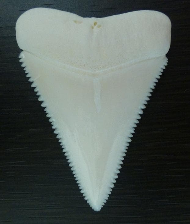 ホホジロザメ（Carcharodon carcharias）49.2ｍm