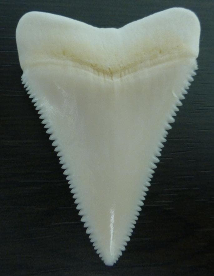 ホホジロザメ（Carcharodon carcharias）49.2ｍm