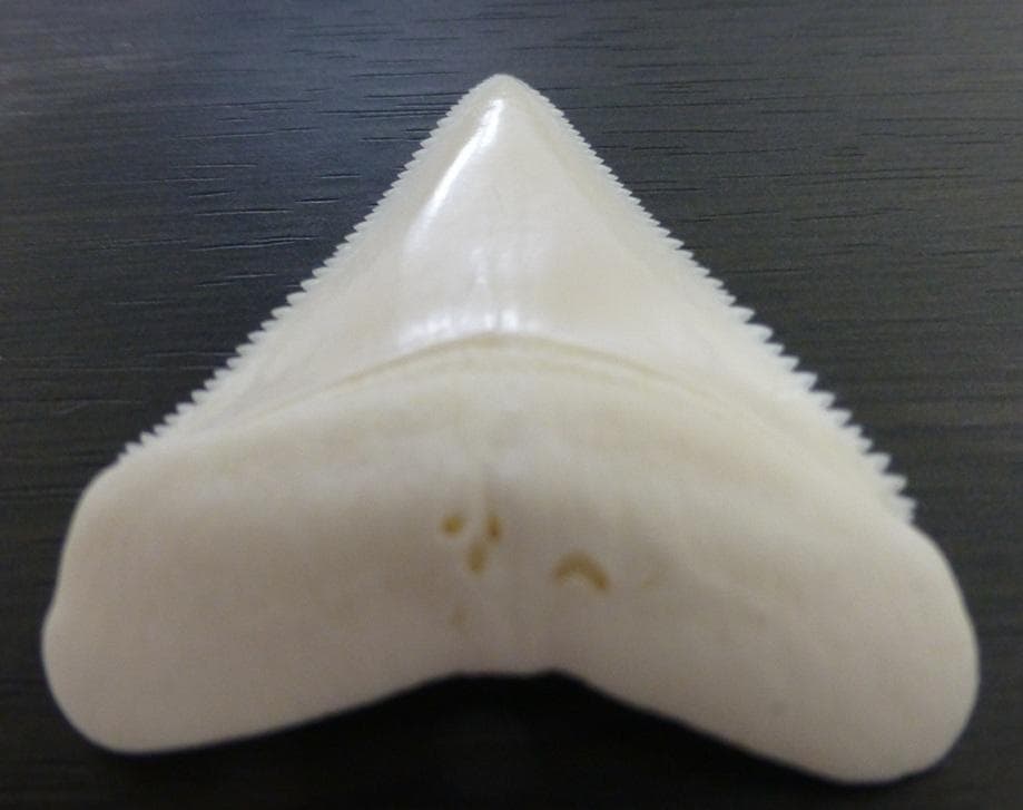ホホジロザメ（Carcharodon carcharias）49.2ｍm