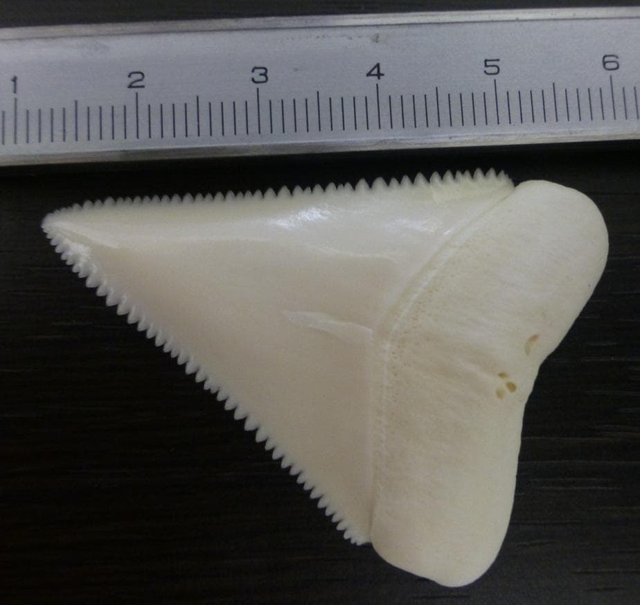 ホホジロザメ（Carcharodon carcharias）49.2ｍm