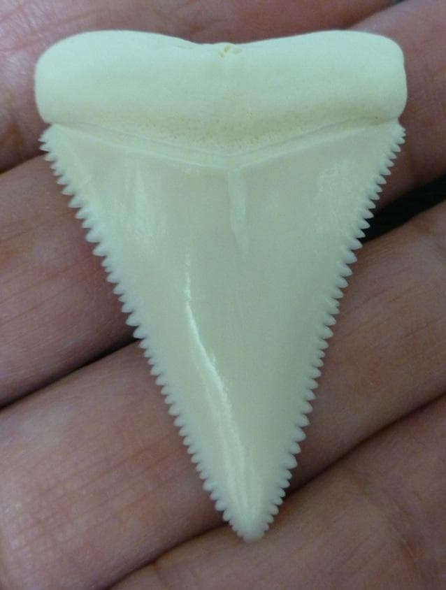 ホホジロザメ（Carcharodon carcharias）49.2ｍm
