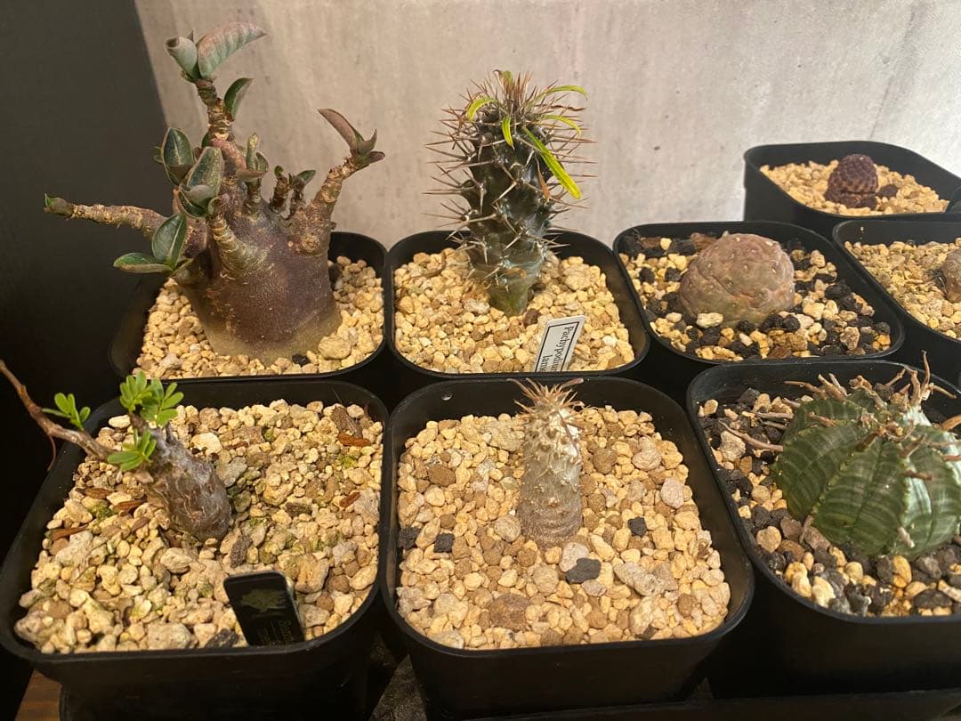 塊根植物 ビザールプランツ 9種セット おまけ付き