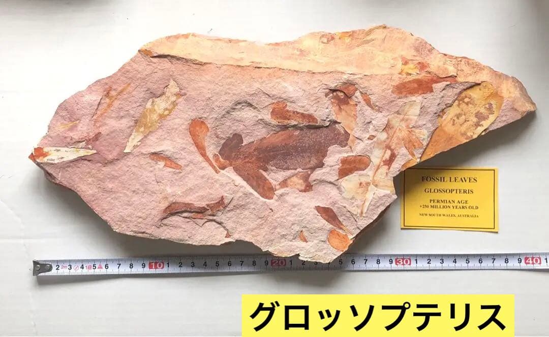 f288 葉っぱの化石　グロッソプテリス　大