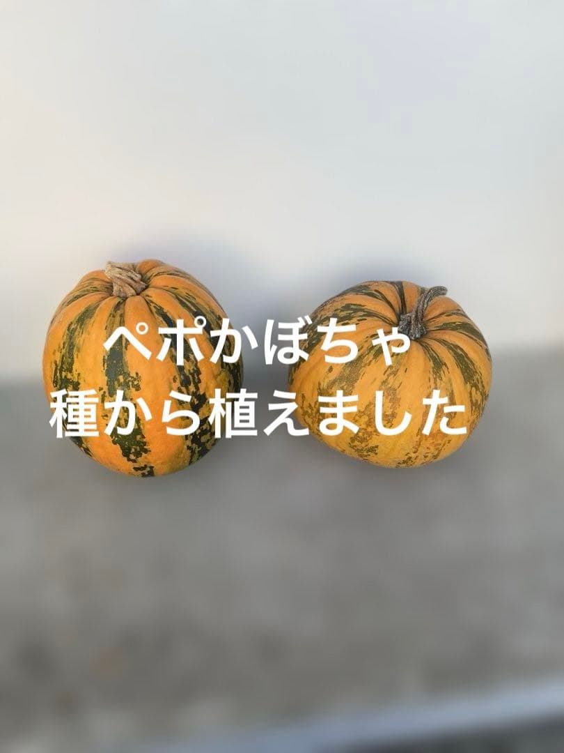 殻付き松の実　1キロ　くるみ1キロその他