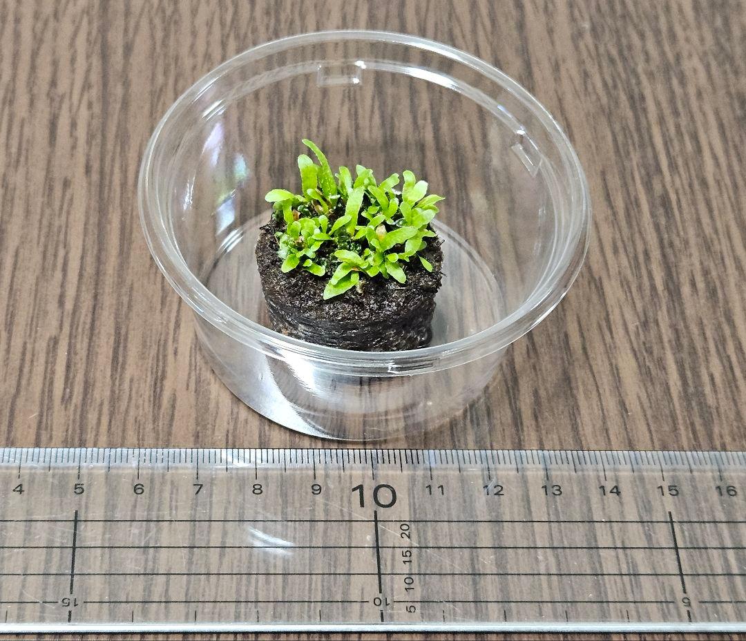 ウィリンキーイエロームーンドワーフトトロ 前葉体　胞子体
