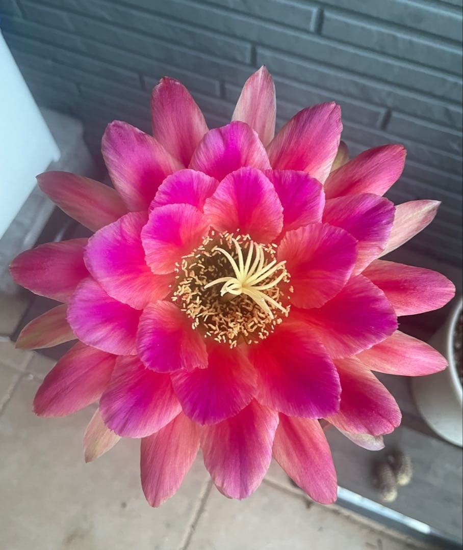 【開花株】多肉植物　花サボテン 大輪咲　アニト