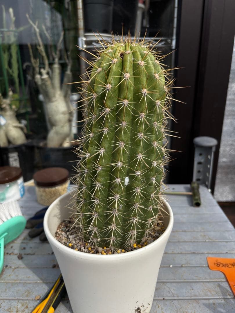 【開花株】多肉植物　花サボテン 大輪咲　アニト