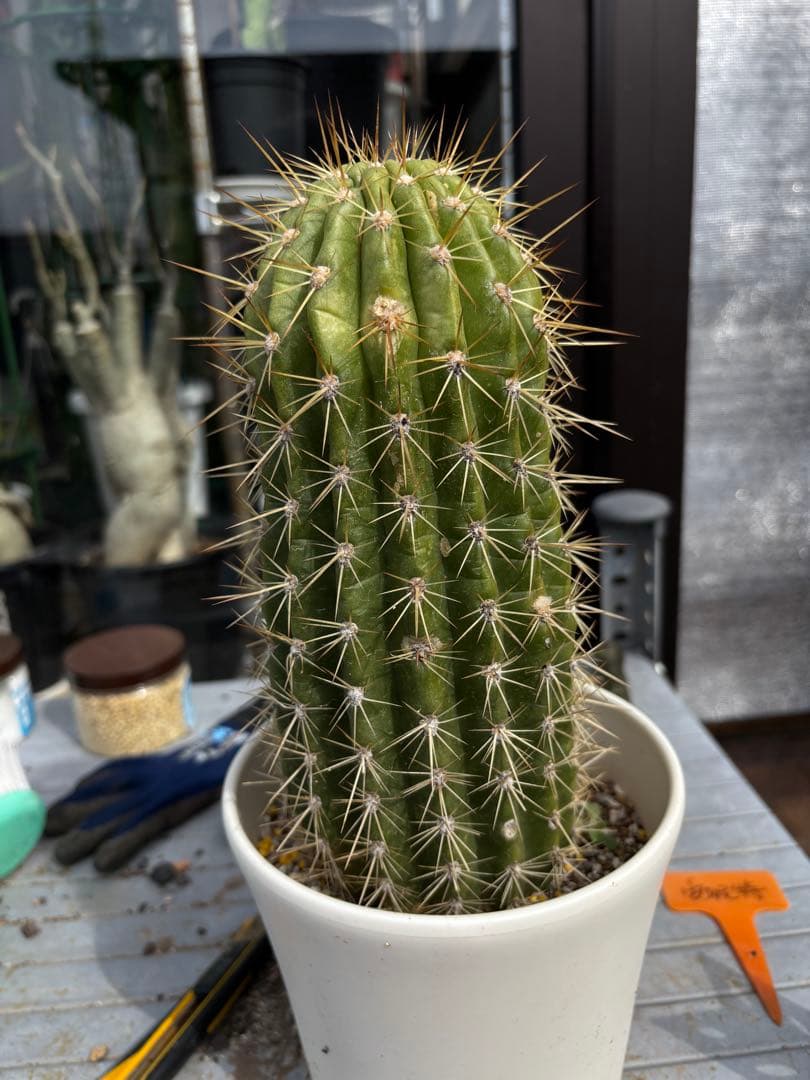 【開花株】多肉植物　花サボテン 大輪咲　アニト