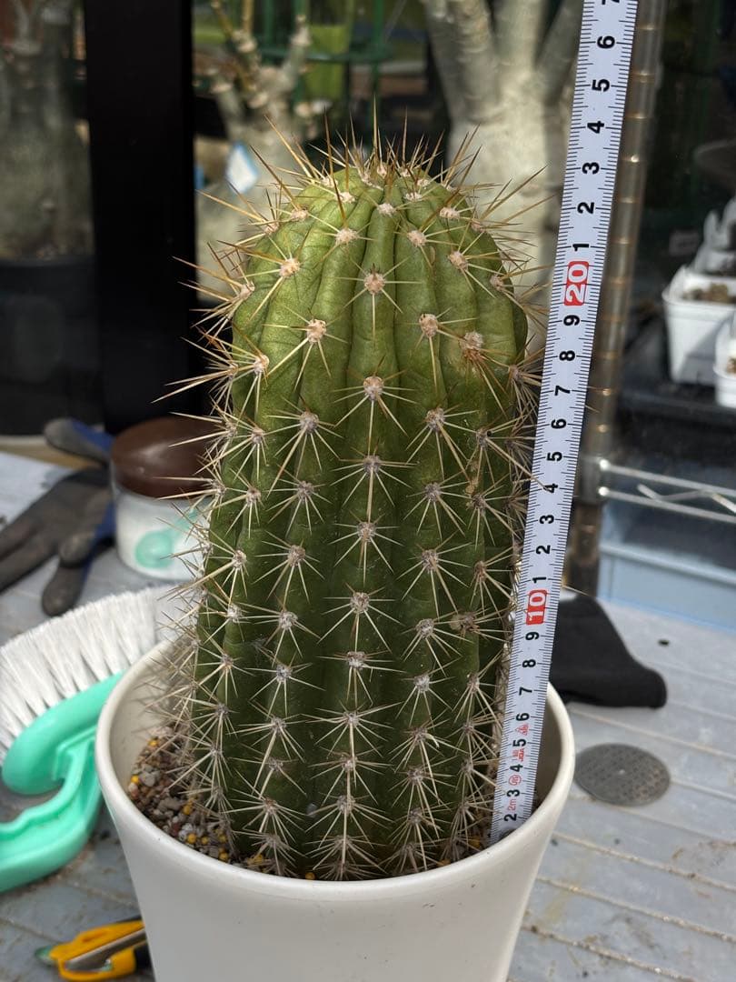 【開花株】多肉植物　花サボテン 大輪咲　アニト