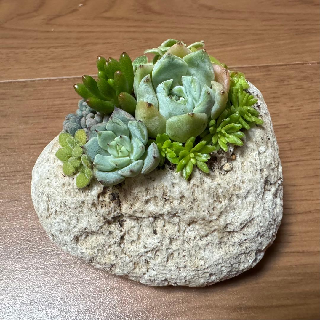 多肉植物 寄せ植え 軽石鉢 エケベリア セダム 虹の玉 ネルソル なし