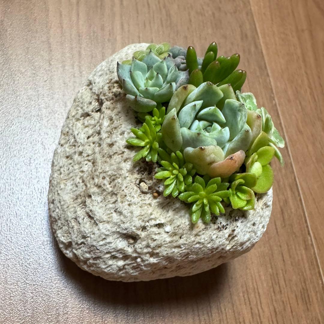 多肉植物 寄せ植え 軽石鉢 エケベリア セダム 虹の玉 ネルソル なし